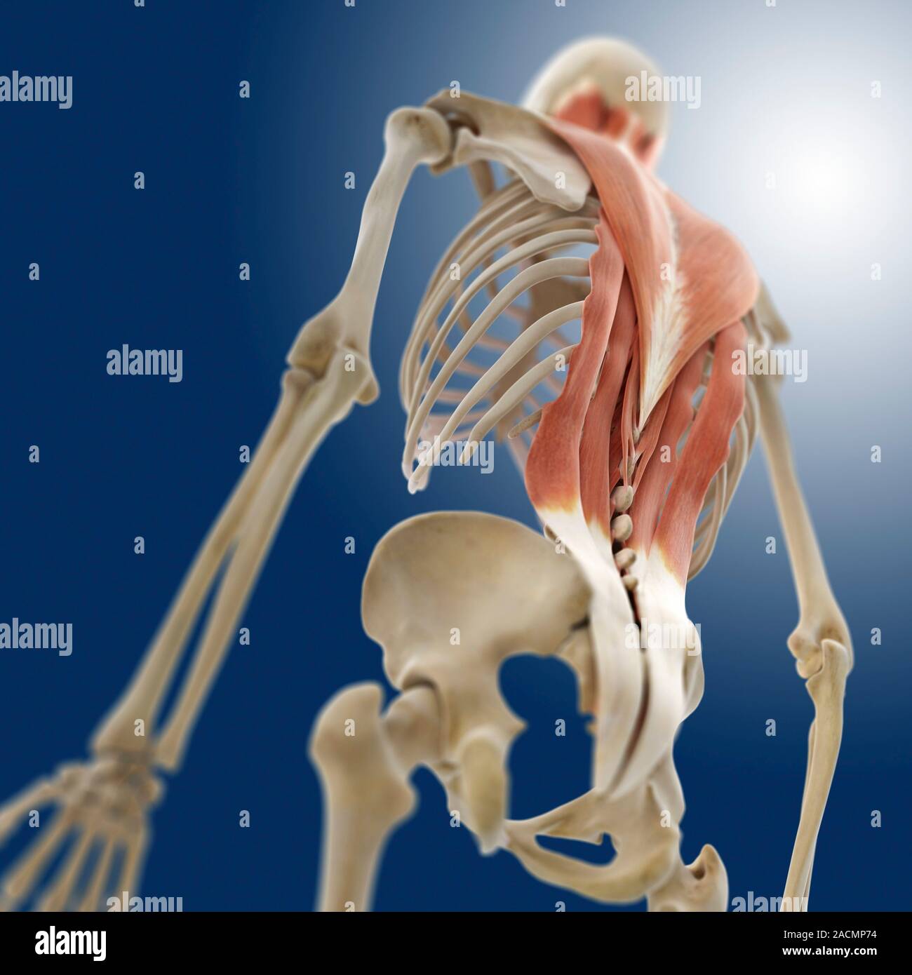 Back muscles, computer artwork. The two pairs of muscles on either side