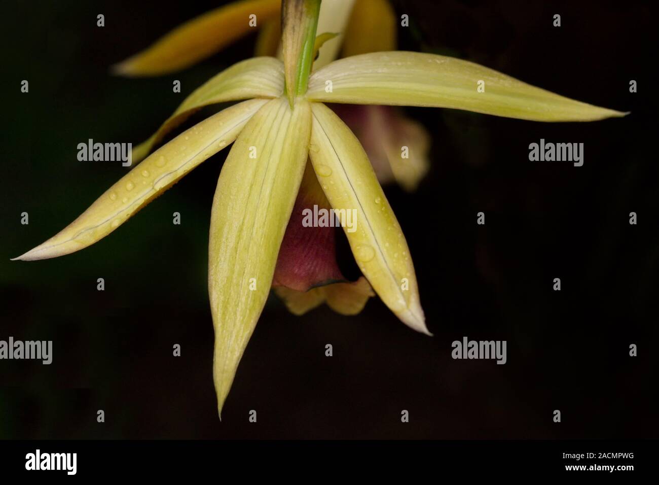 Macro closeup of a lip Phaius tankervillae orchid flower botanical species branch isolated on black Stock Photo