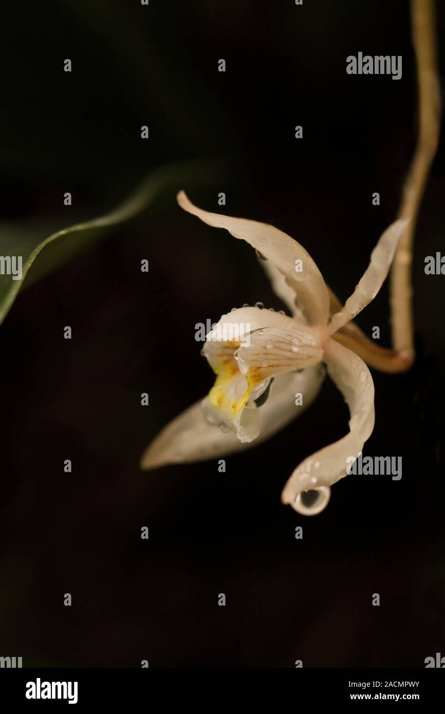 Loose Coelogyne Orchid - Coelogyne flaccida From Nepal, northern India, Bhutan, Sikkim, Myanmar, Laos and southern China - The Orchidaceae are a diver Stock Photo