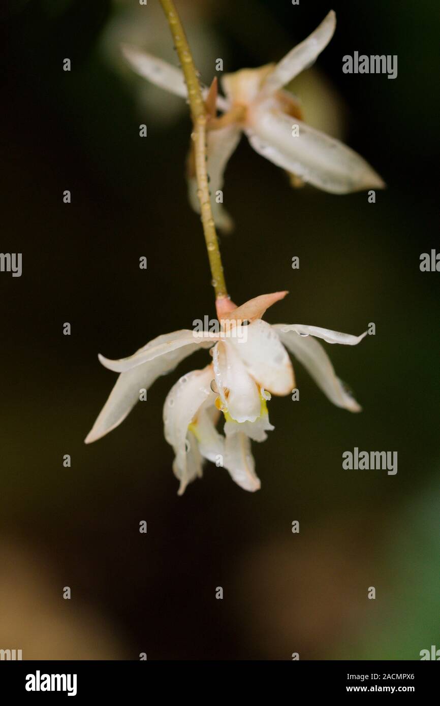 Close up on the beautiful flowering heads of Loose Coelogyne Orchid - Coelogyne flaccida on black background. From Nepal, northern India, Bhutan Stock Photo