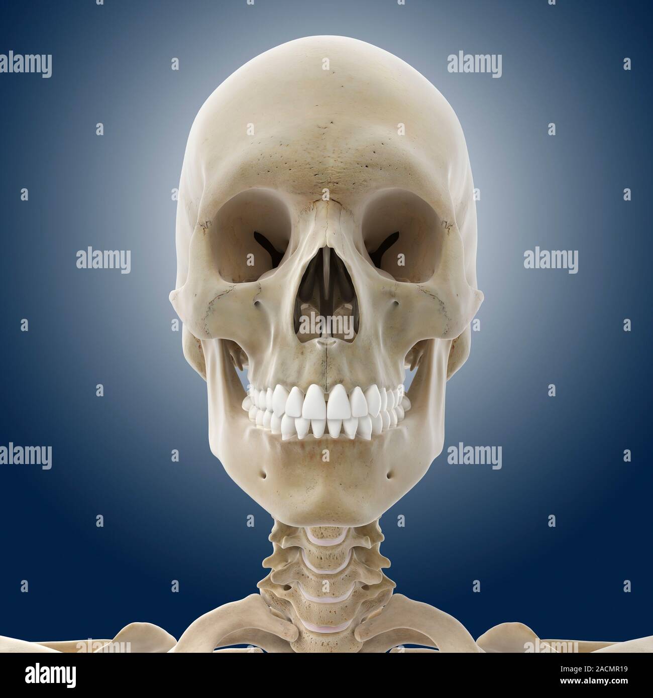 Human skull, computer artwork. Stock Photo