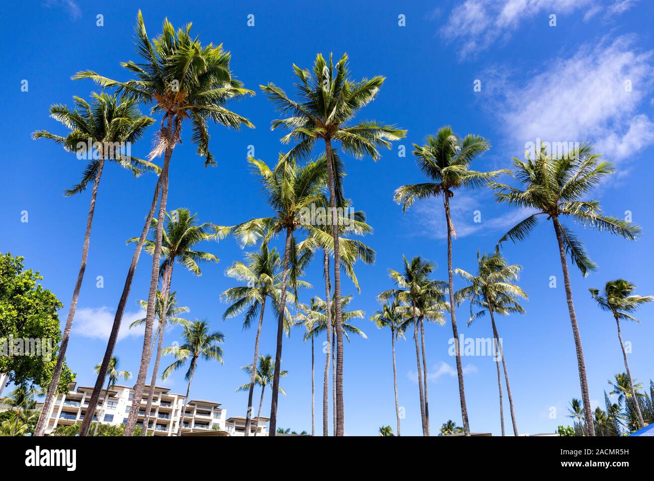 Palm trees in Maui, Hawaii Stock Photo Alamy