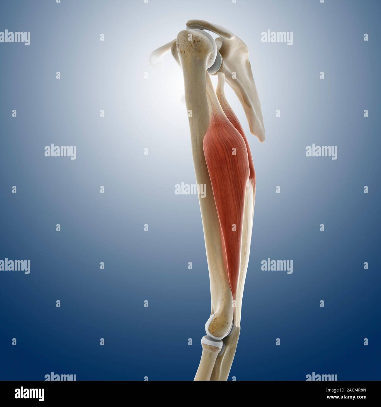 Triceps muscle, computer artwork. The triceps brachii (pink) extend the