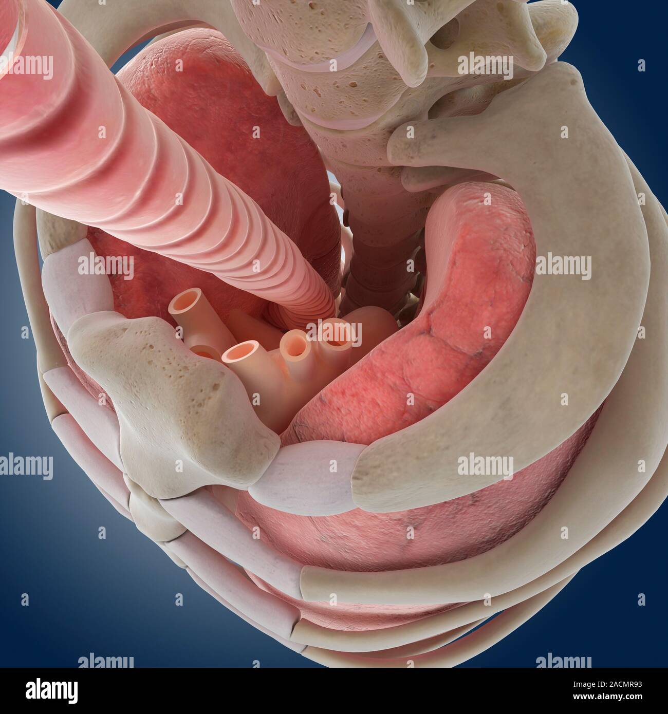 Windpipe Collapse Chest anatomy, computer artwork. The trachea (windpipe) is at top left ...