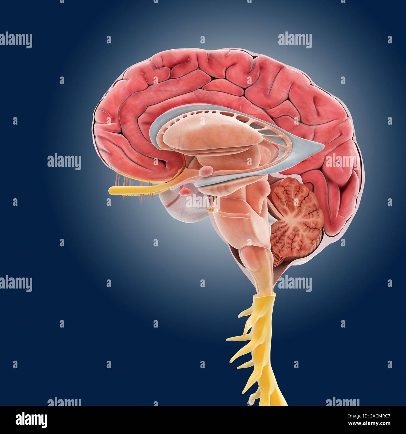 Cerebral Hemisphere Diagram