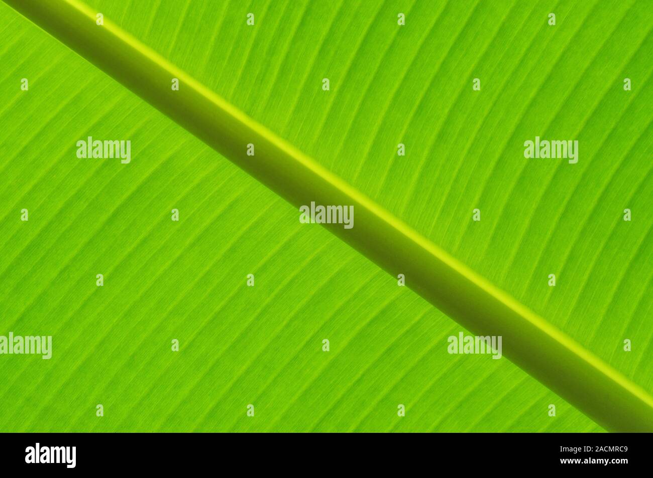 Abstract of banana leaf Stock Photo Alamy