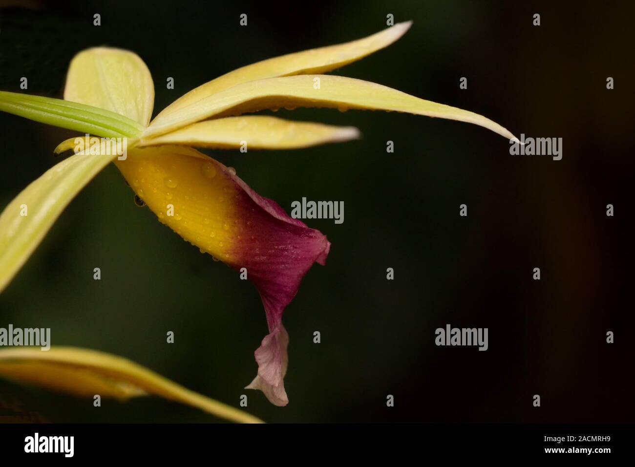 Macro closeup of a lip Phaius tankervillae orchid flower botanical species branch isolated on black Stock Photo