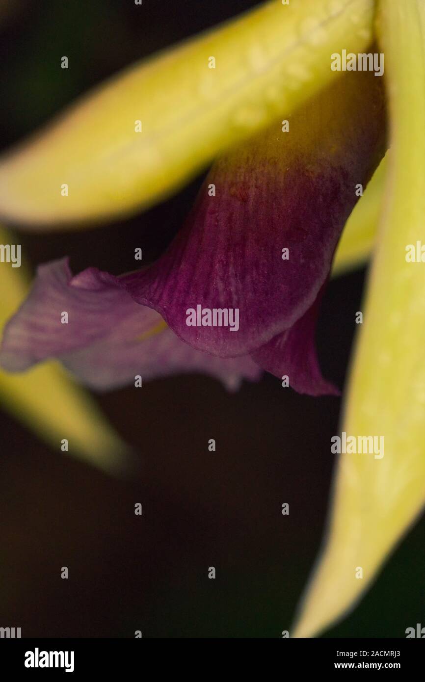 Macro closeup of a lip Phaius tankervillae orchid flower botanical species branch isolated on black Stock Photo