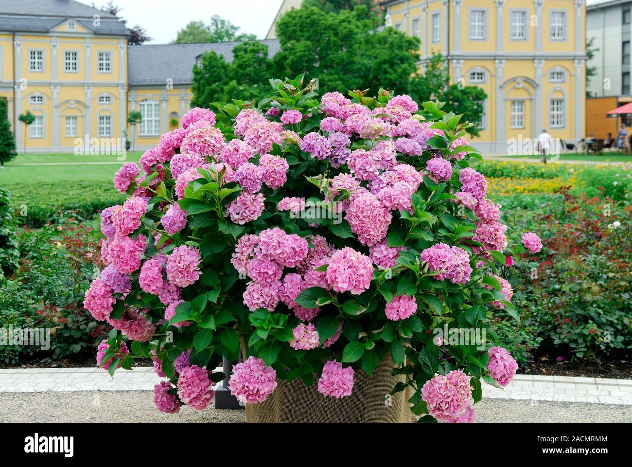 A container planting of Hydrangea macrophylla in Summer Stock Photo Alamy