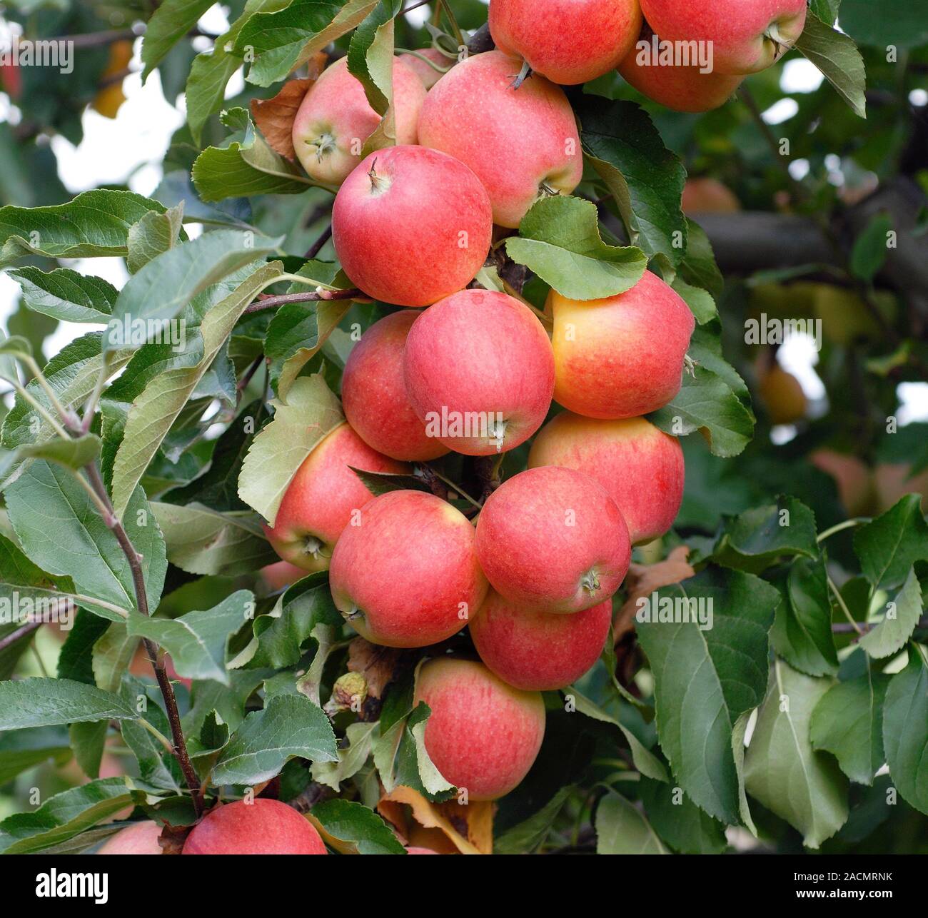 Apple (Malus domestica 'Gala') showing ripening fruit Stock Photo Alamy
