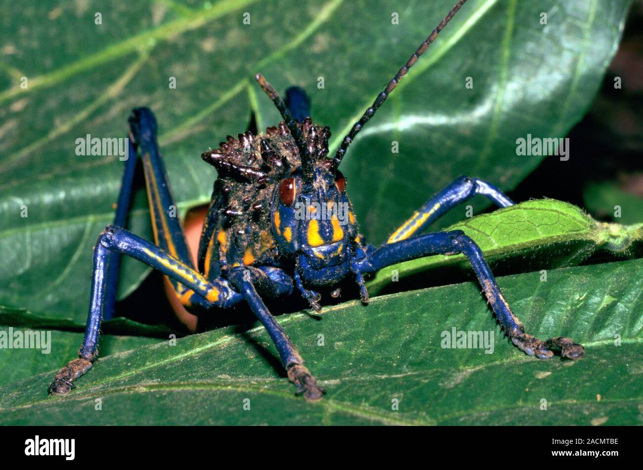 Grasshopper (Phymateus saxosus). Photographed in Madagascar Stock Photo ...