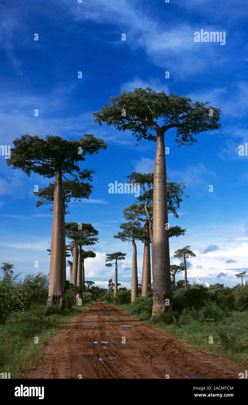 Baobab (Adansonia grandidieri) trees. Photographed near Morondava ...