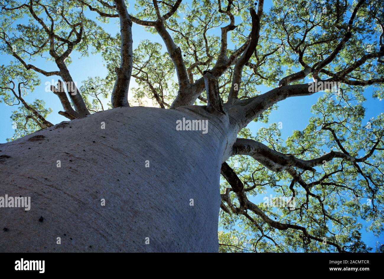 Baobab (Adansonia grandidieri) tree. Photographed near Morondava ...