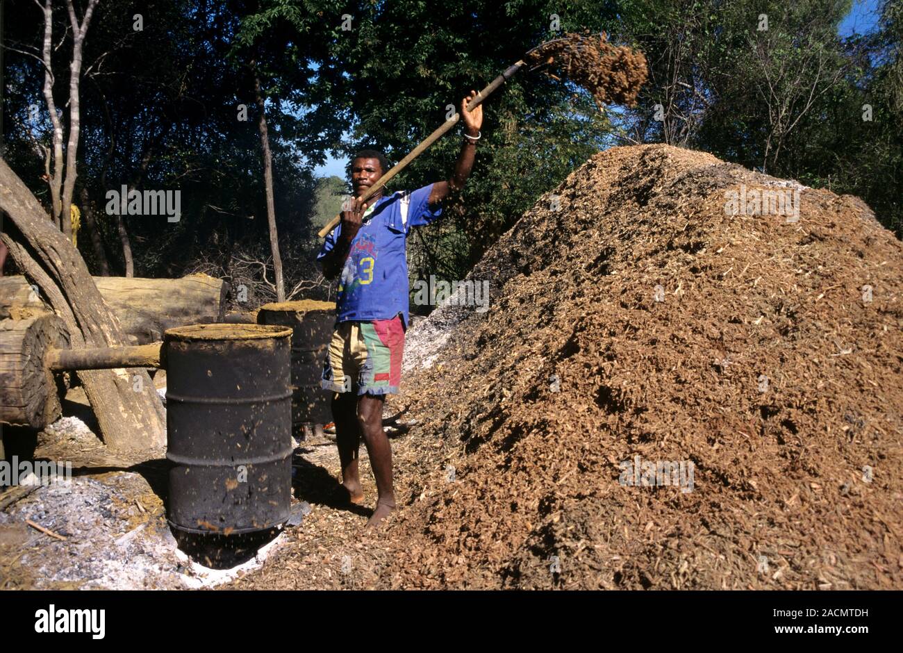 Rum distillery. Man removing sugar cane residue from barrels in an illegal rum distillery