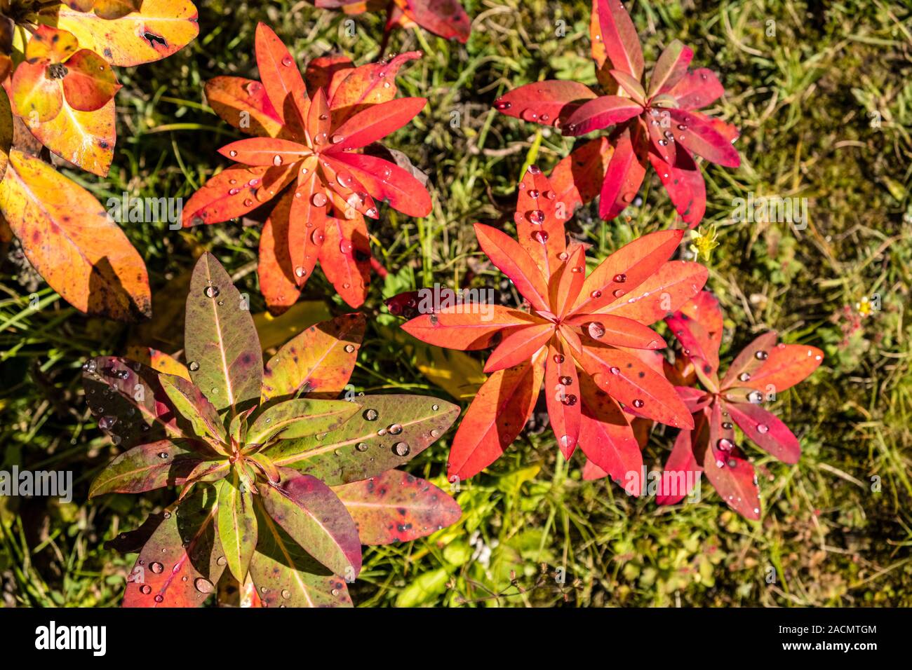 Colorful autumn leaves of Wallich Spurge, Himalayan Spurge (Euphobia wallichii), growing at the steep slopes above town Stock Photo