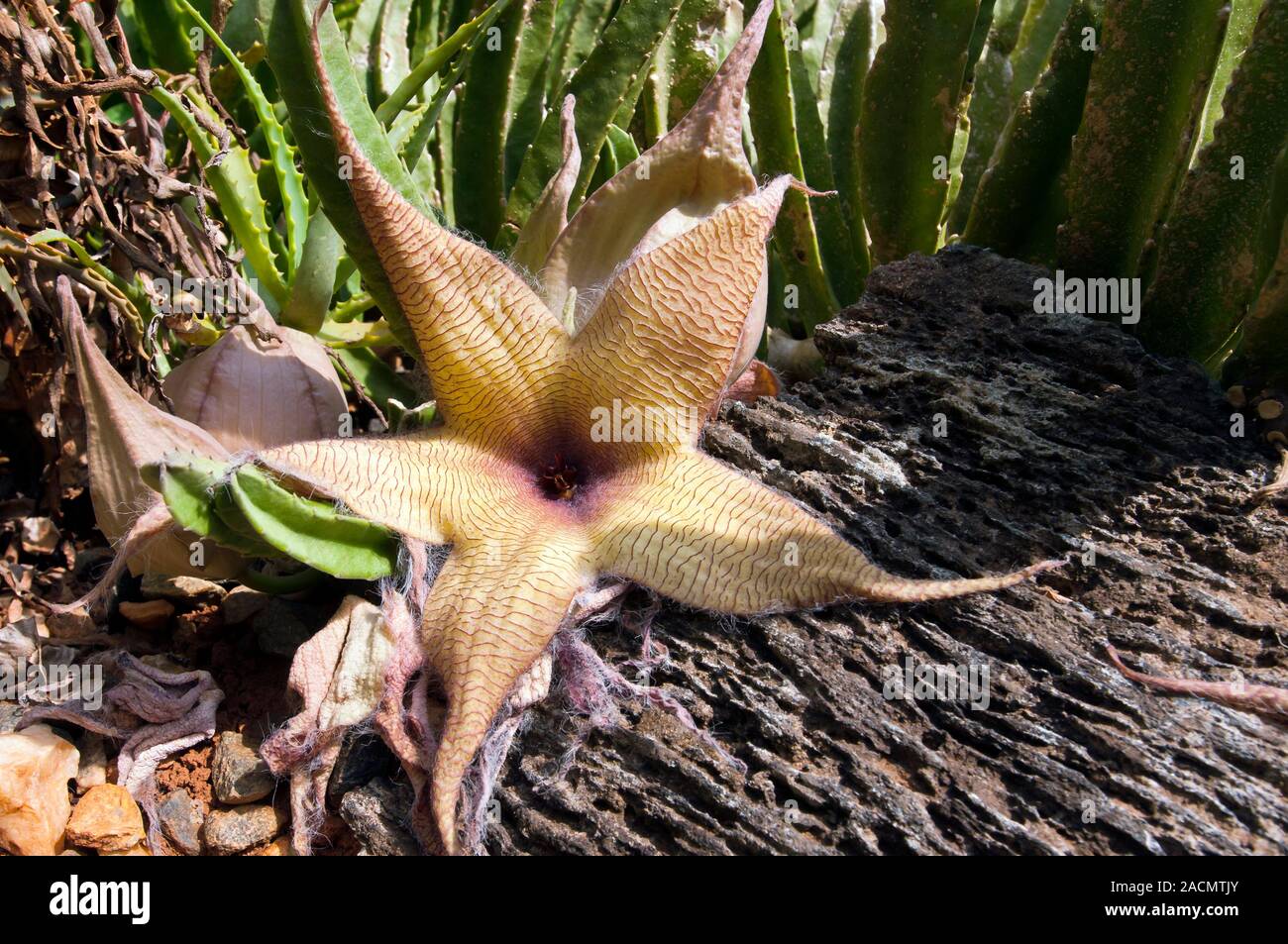 Carrion flower (Stapelia sp.). Carrion flowers attract pollinating