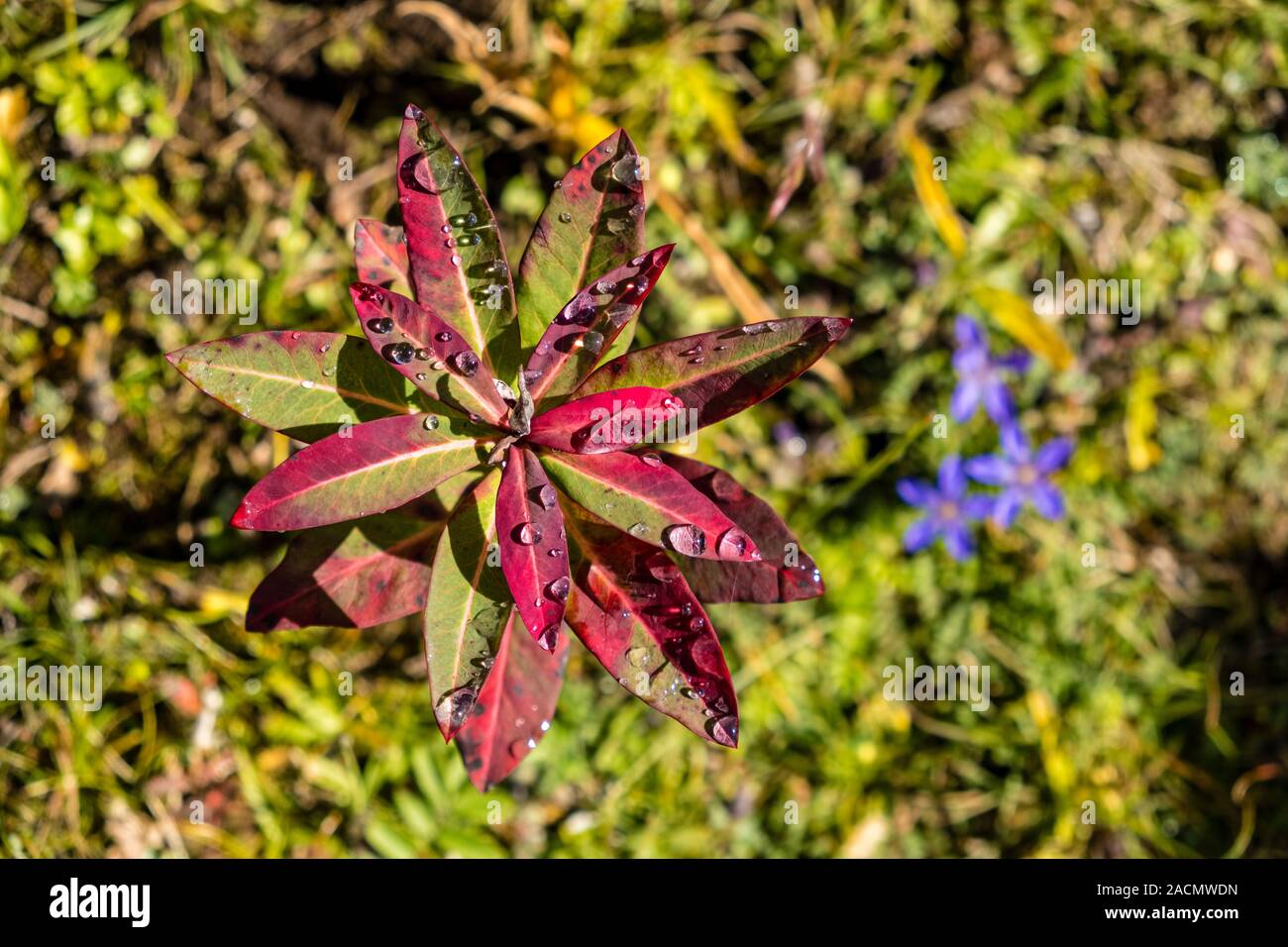 Colorful autumn leaves of Wallich Spurge, Himalayan Spurge (Euphobia wallichii), growing at the steep slopes above town Stock Photo