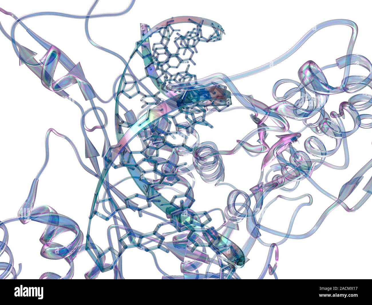 Restriction enzymes, sometimes called restriction endonucleases, are ...