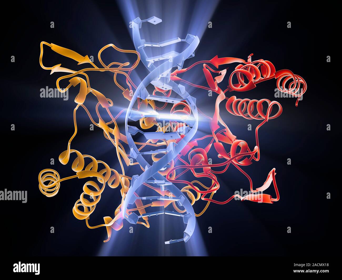 Restriction enzymes, sometimes called restriction endonucleases, are short nucleotide sequences