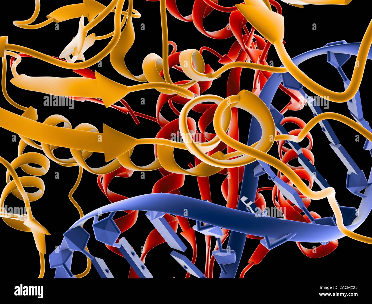 Restriction enzymes, sometimes called restriction endonucleases, are ...