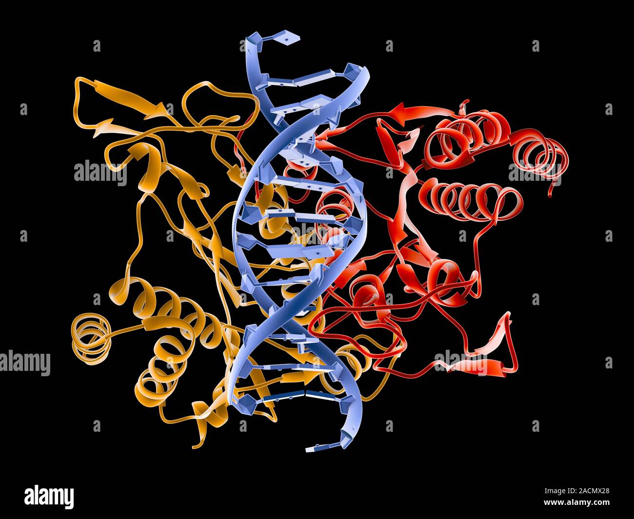Restriction enzymes, sometimes called restriction endonucleases, are