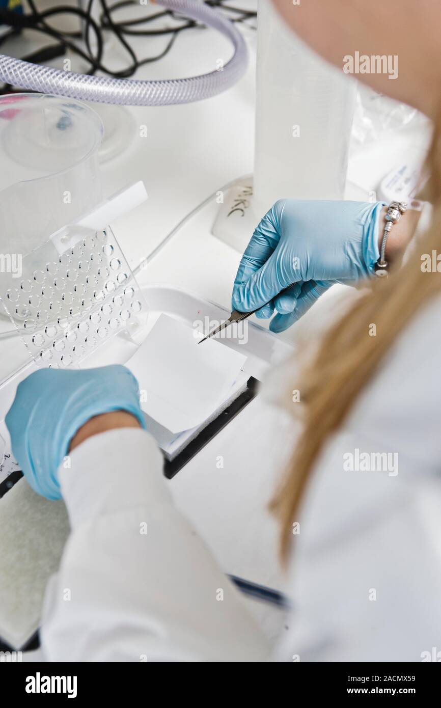 Kinase profiling. Researcher analysing protein kinase inhibitors to ...