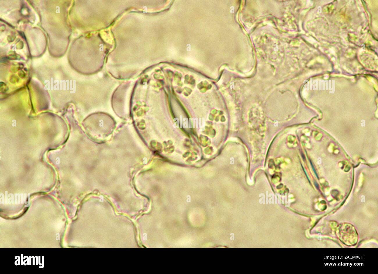 Spiderwort lead surface. Light micrograph of a stomata (centre and ...