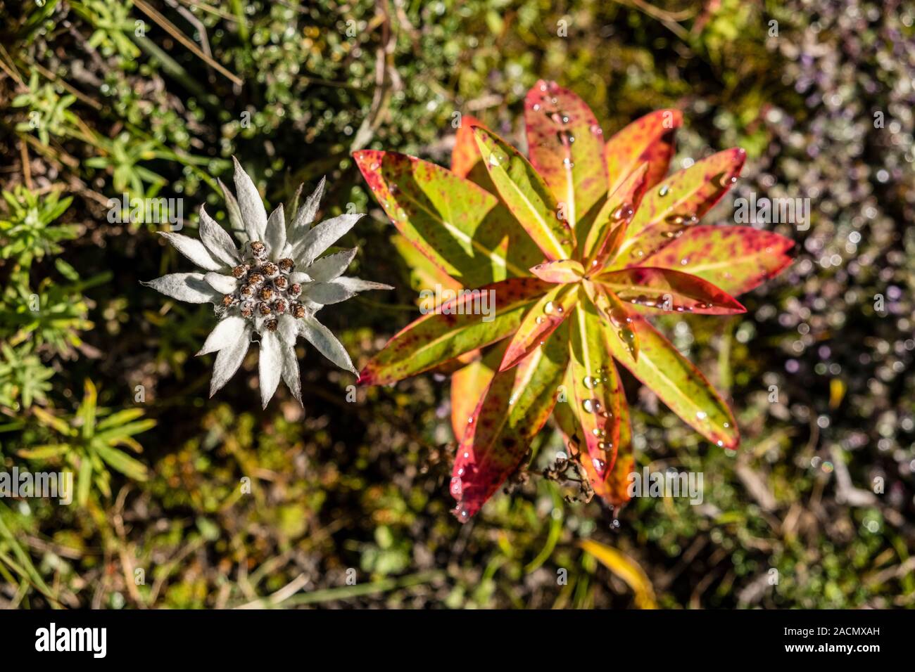 Colorful autumn leaves of Wallich Spurge, Himalayan Spurge (Euphobia wallichii) and a small Edelweiss (Leontopodium nivale), growing at the steep slop Stock Photo