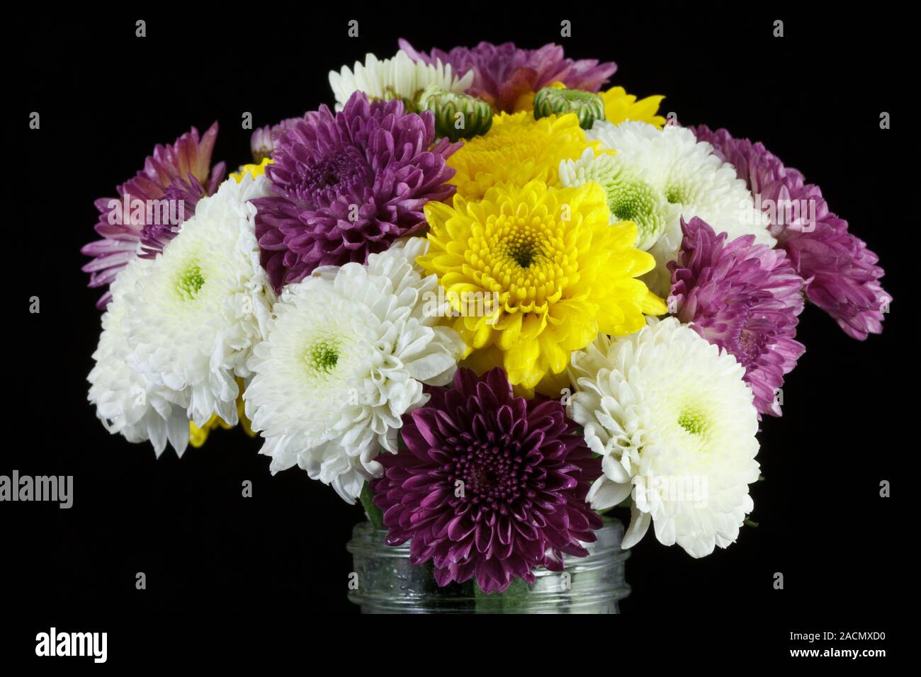 Chrysanthemum daisies Stock Photo