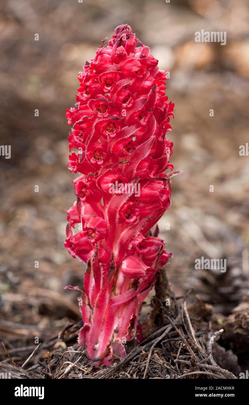 Snowflower Snow plant (Sarcodes sanguinea), also known as Snow flower, in flower ...