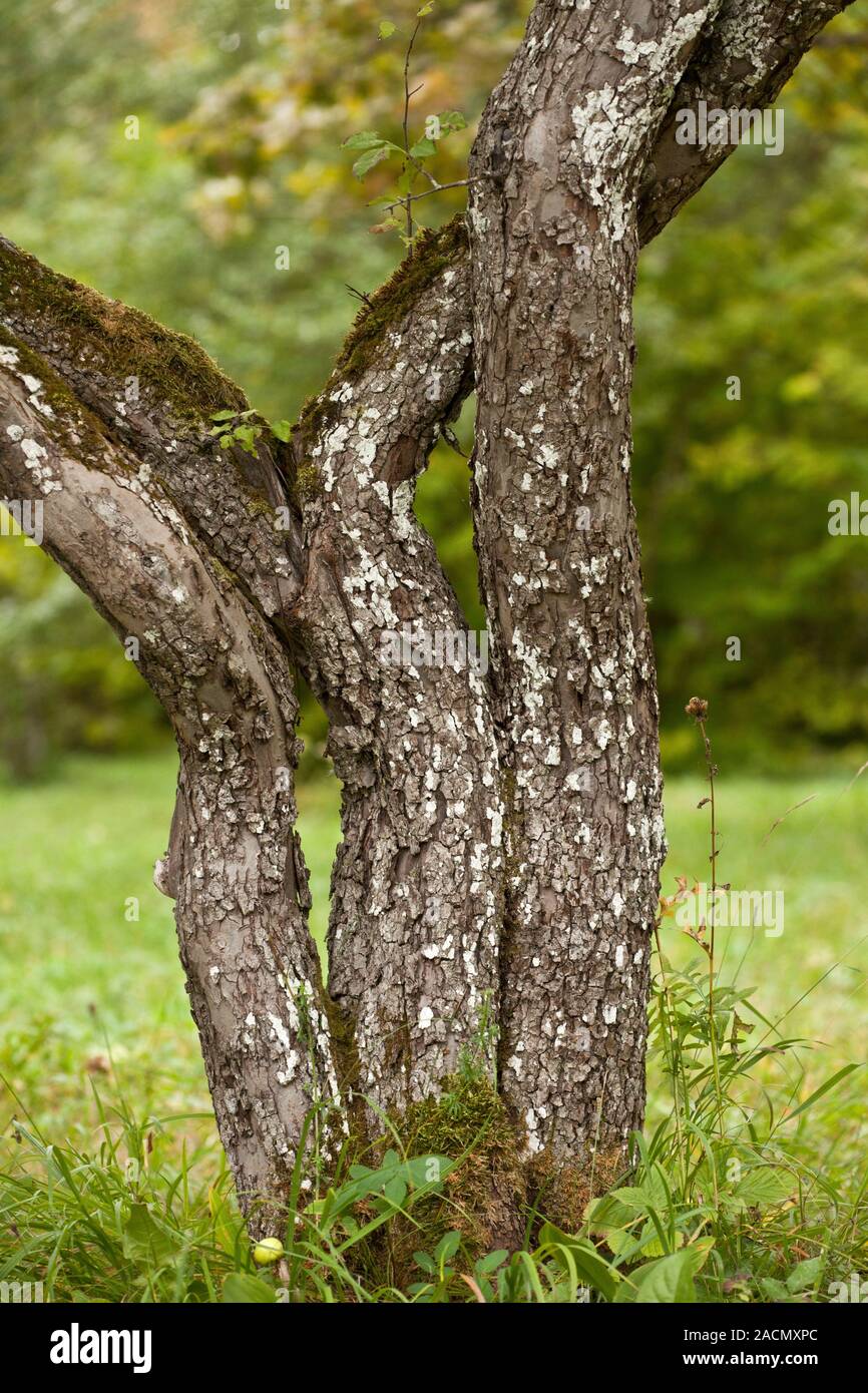 Ancient coppiced Crab Apple (Malus sylvestris) tree trunks in a wooded ...