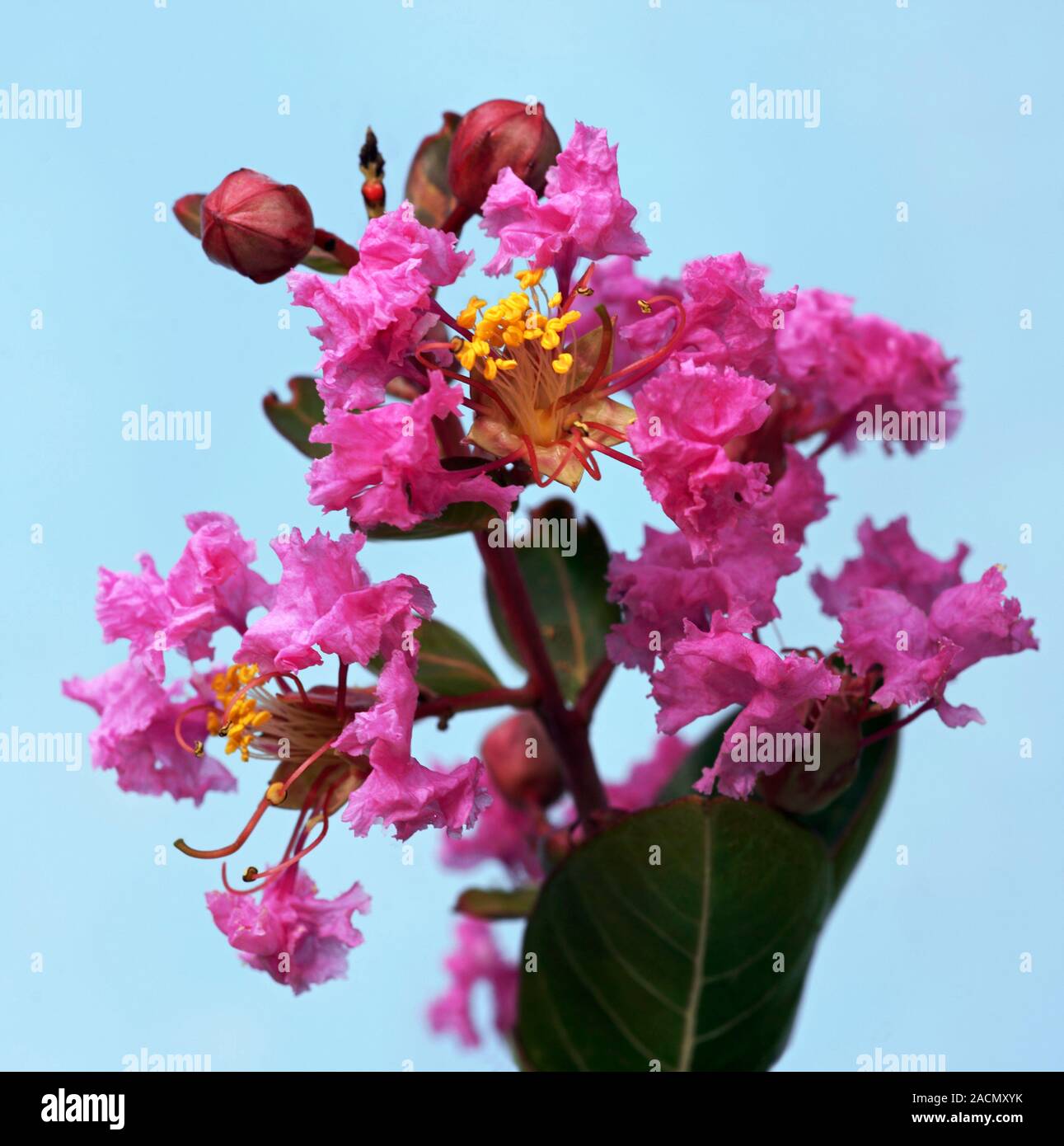 Lagerstroemia Summer Charm Tonto - Mirto Crespo - Foto 12