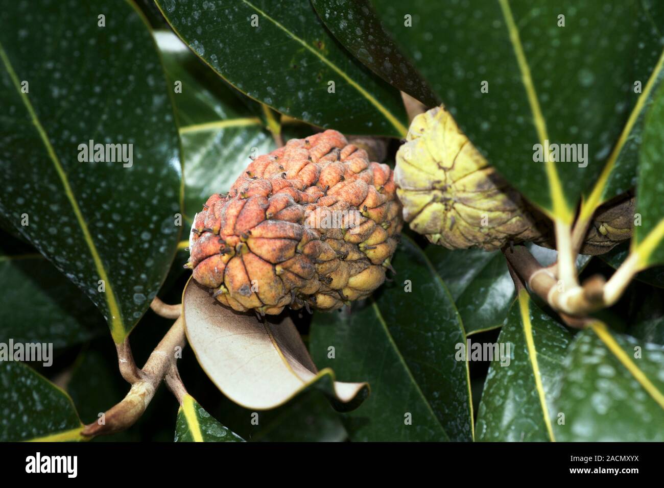 Seed pods of a Magnolia grandiflora plant that have been sprayed with ...