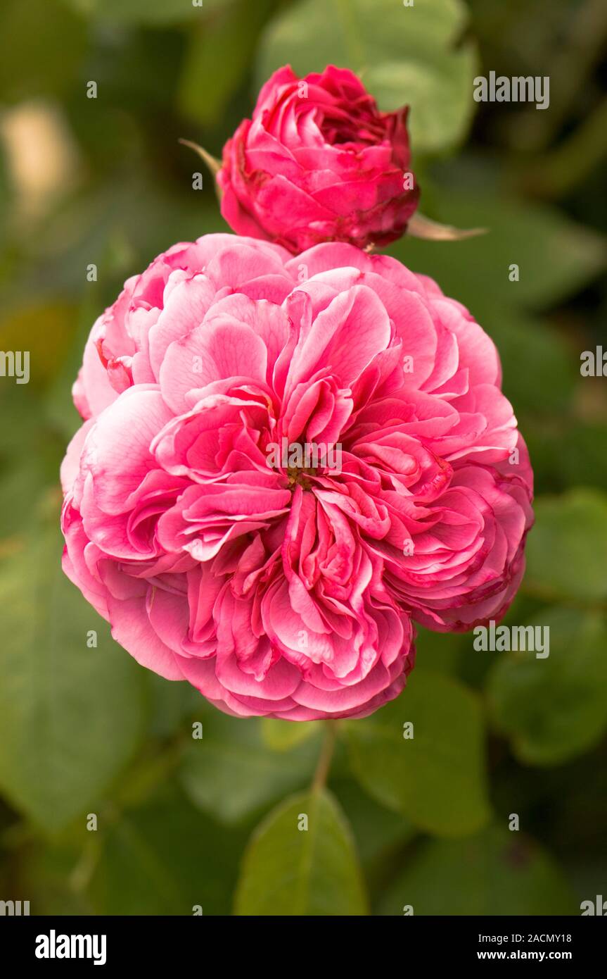 Amazing Rosa Gertrude Jekyll Gallery