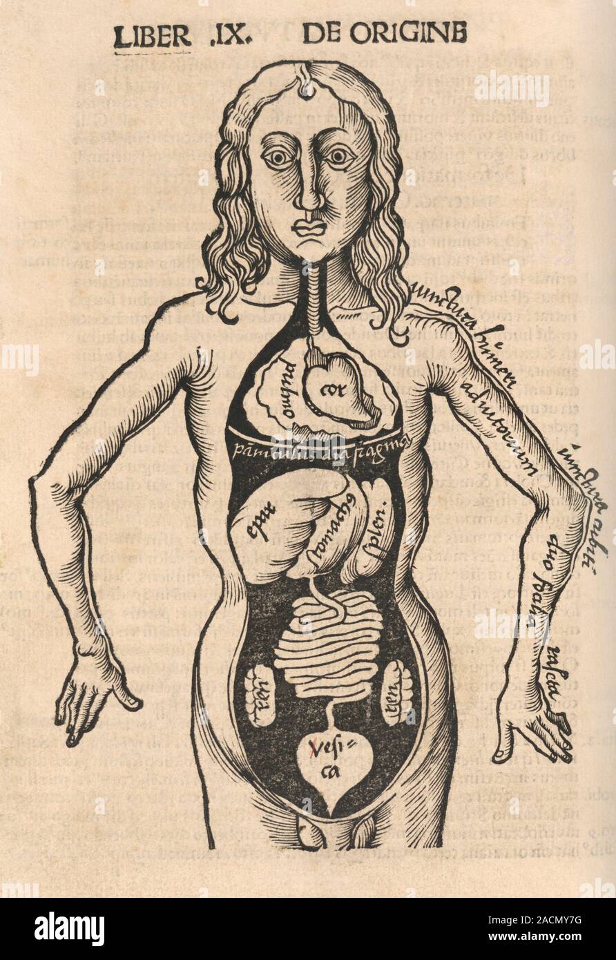 Anatomical dissection. 16th-century artwork showing the organs revealed ...