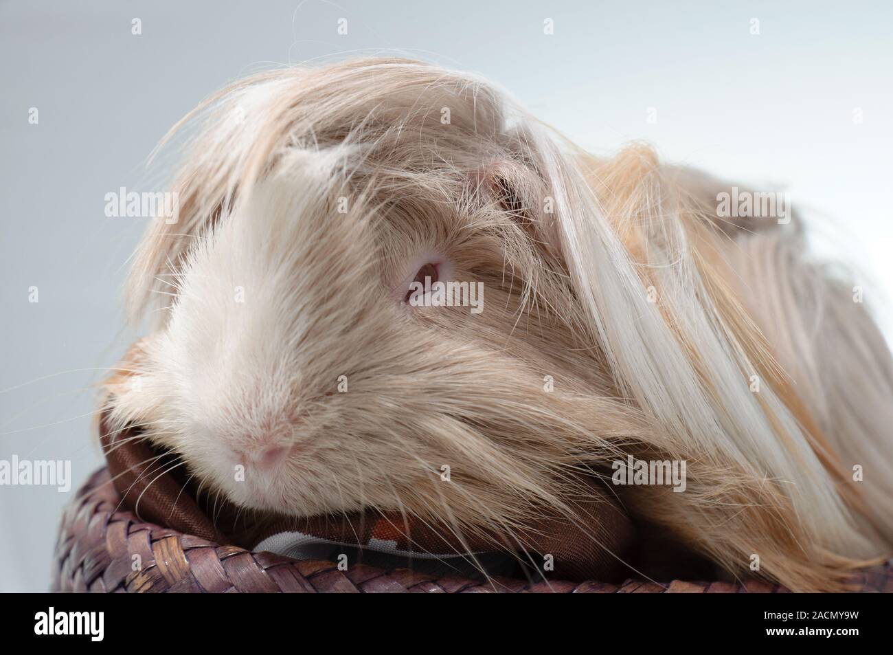 Long Haired Guinea Pig Stock Photos Long Haired Guinea Pig Stock