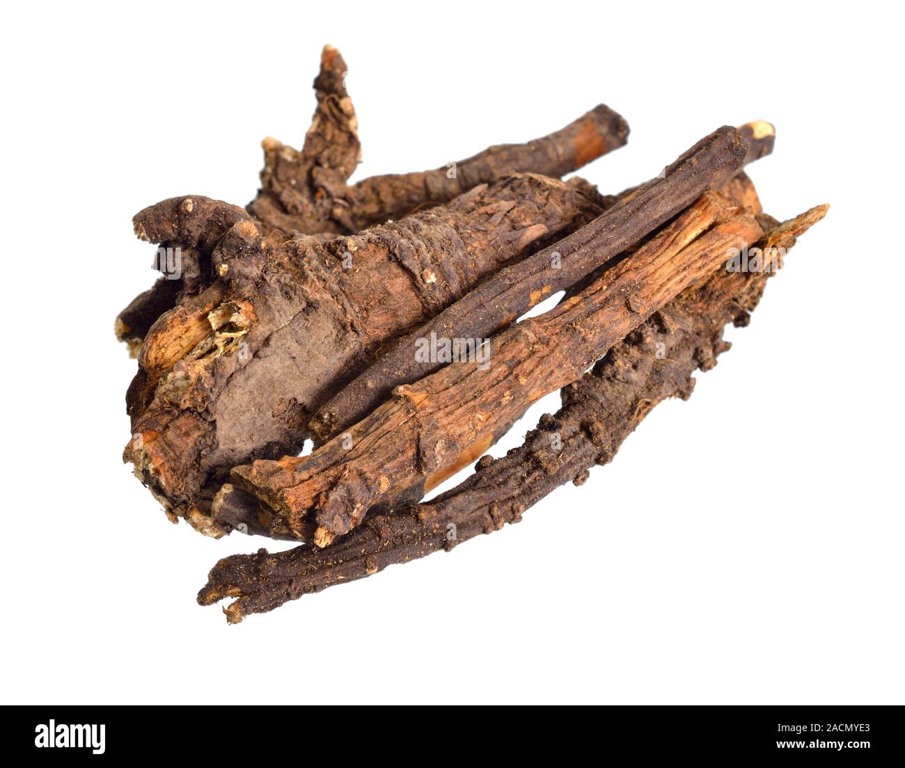 Ligusticum porteri, known as Osha. Dried roots. Isolated on white background Stock Photo