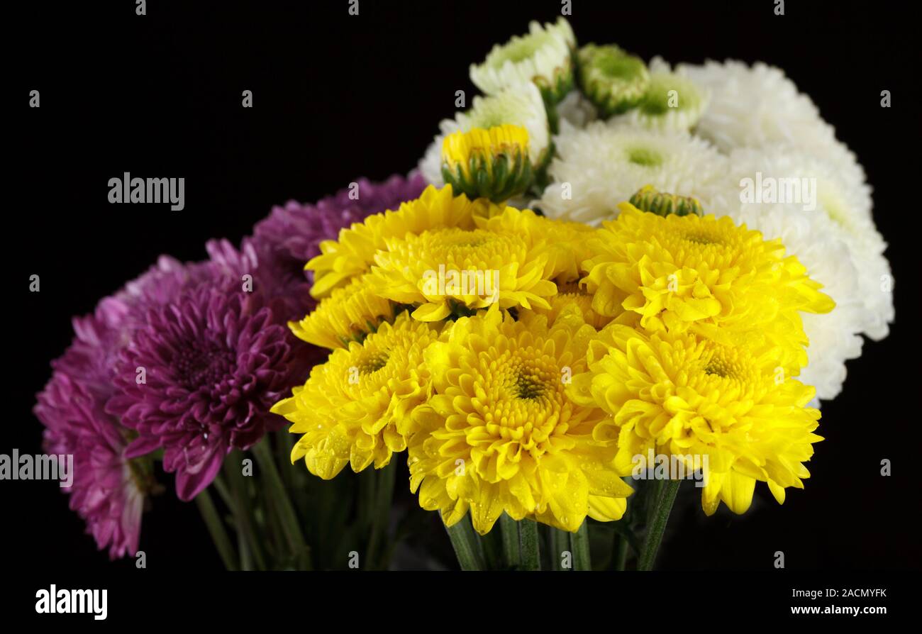 Chrysanthemum daisies Stock Photo