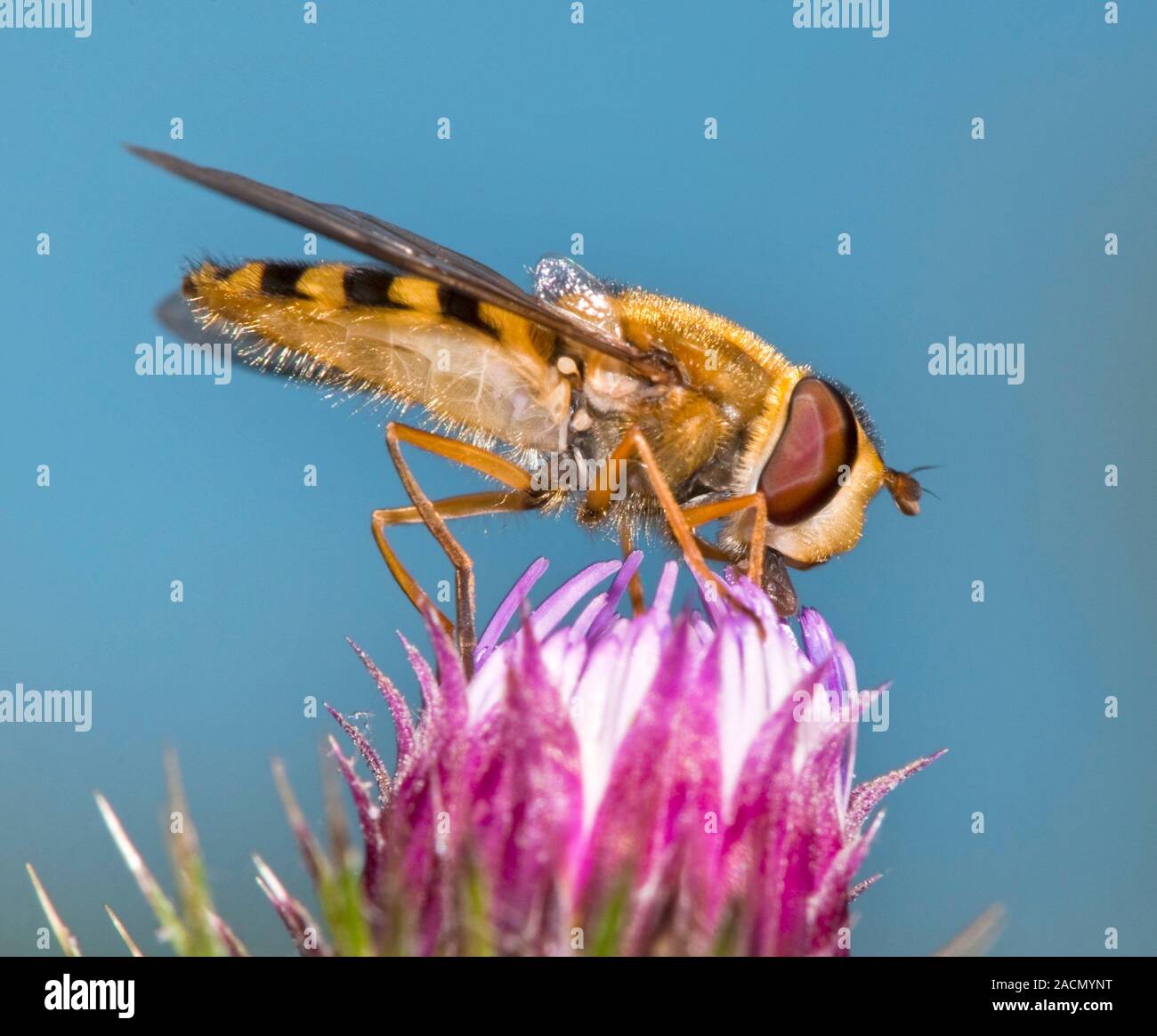 Hover fly (family Syrphidae) feeding on knapweed (Centaurea nigra ...