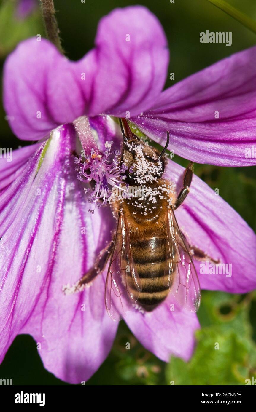 Honeybee pollinating common mallow flower. Honeybee (Apis mellifera ...