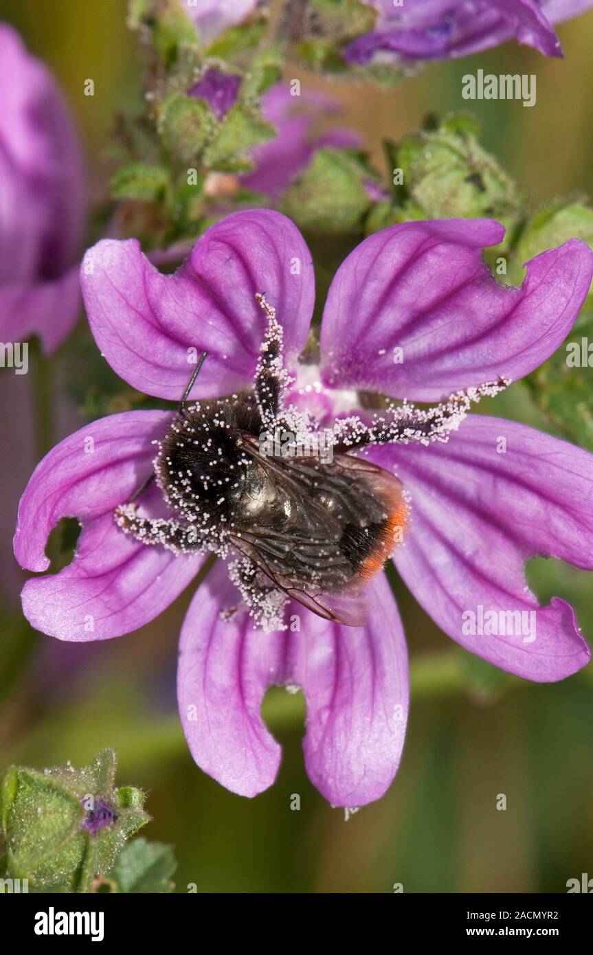 Honeybee pollinating common mallow flower. Honeybee (Apis mellifera ...