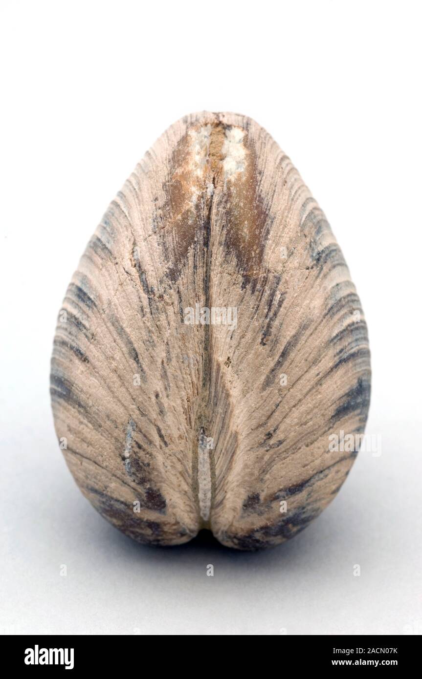 Fossil clam. Clams are a type of bivalve (two-shelled) marine mollusc. In a  marine environment, a fossil is created when an animal is buried in sand o  Stock Photo - Alamy