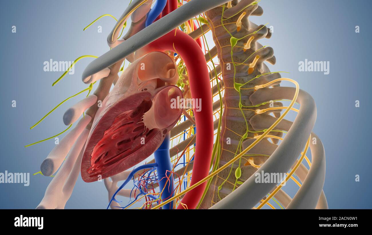 Cardiovascular system, computer artwork. The heart (centre) is a hollow