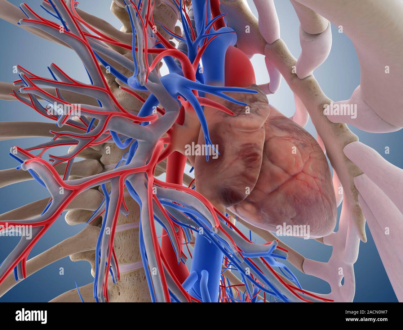 Heartlung system, computer artwork. The heart (centre) is a hollow