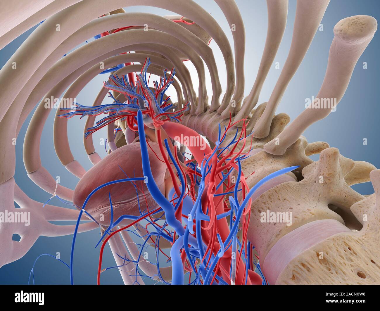 Heartlung system, computer artwork. The heart (centre left) is a