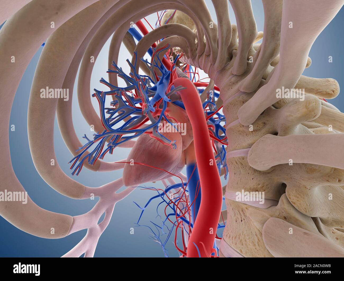 Heartlung system, computer artwork. The heart (centre) is a hollow