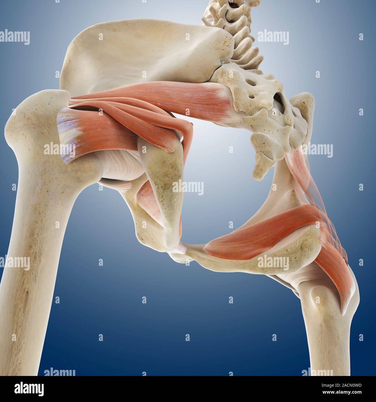 Buttock muscles. Computer artwork of a posterior oblique view of the