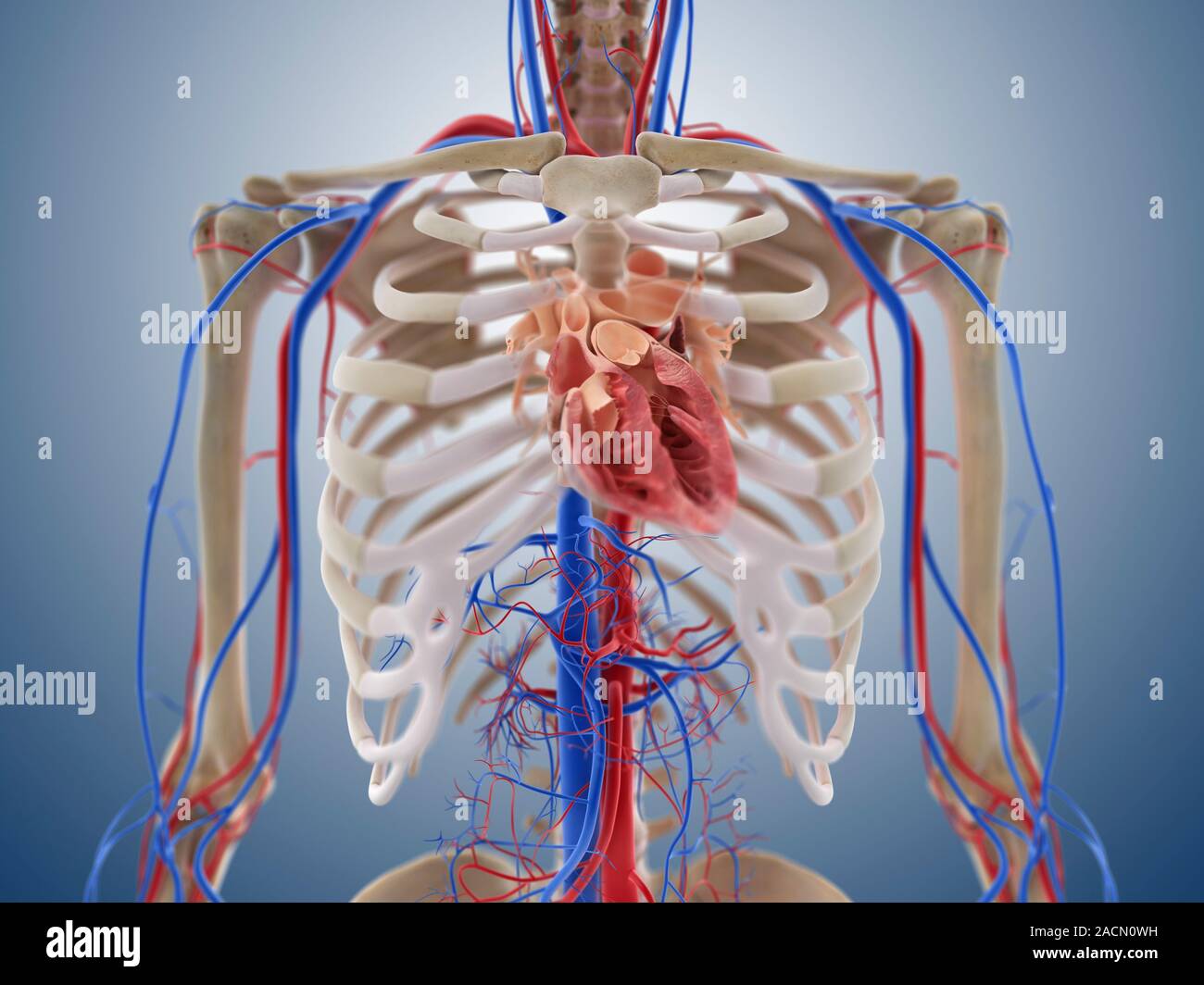 Cardiovascular system, computer artwork. The heart (centre, sectioned