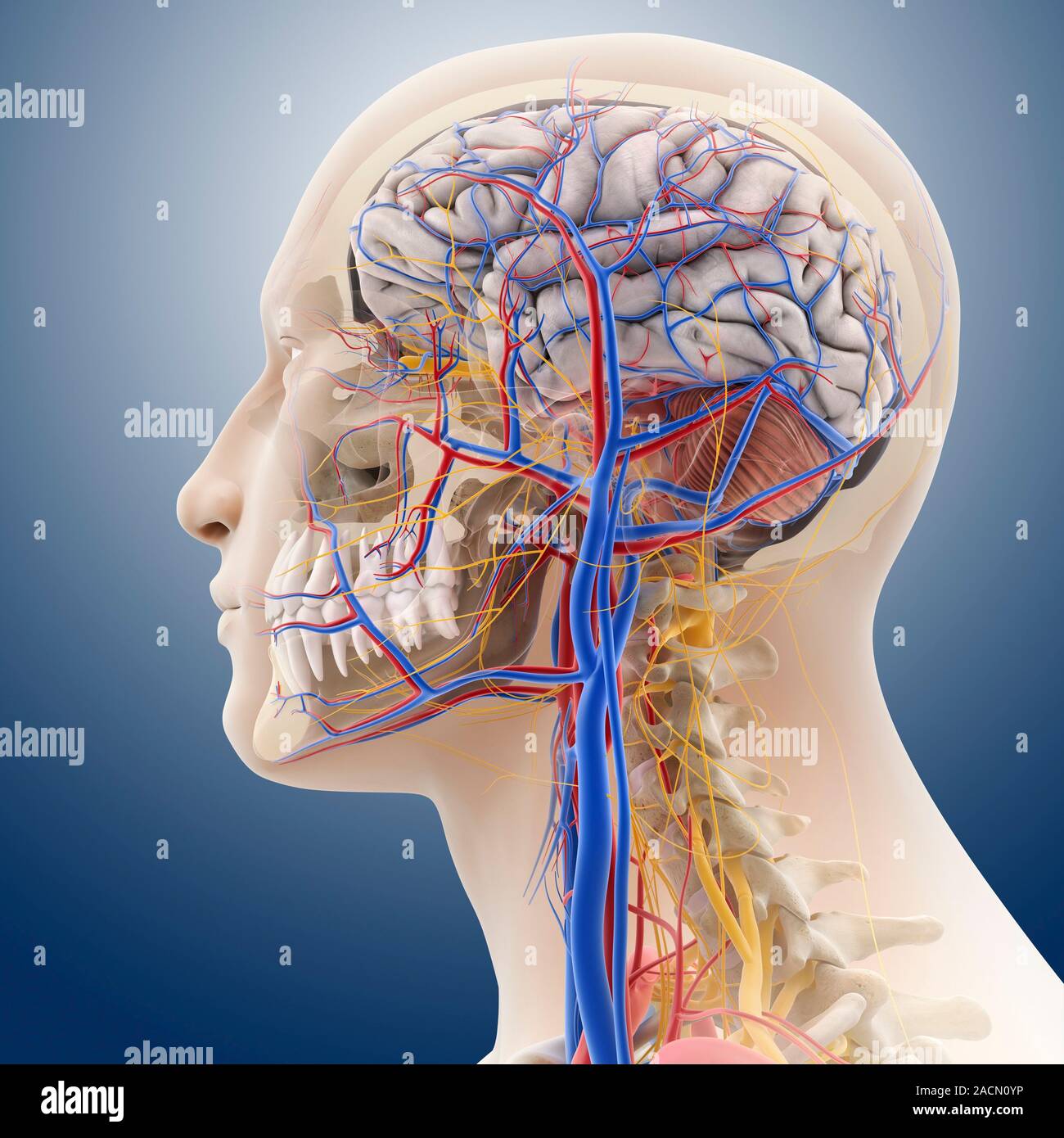 Head and neck anatomy. Computer artwork of a human head and neck ...