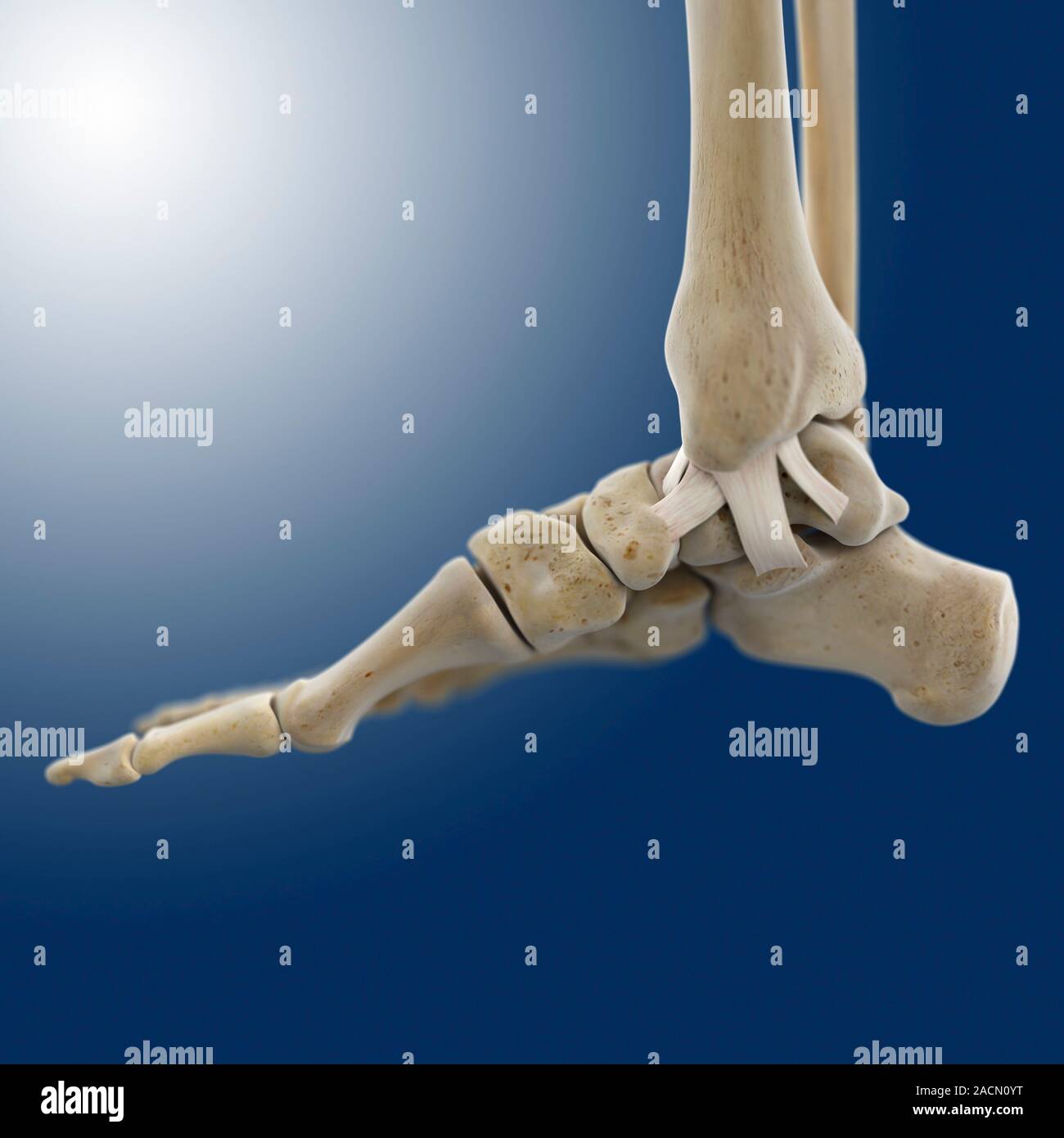 Inner ankle ligaments. Computer artwork of the bones and ligaments ...